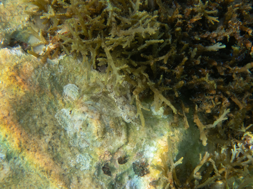 Babica kokošica (Aidablennius sphynx)