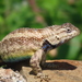 Eastern Spiny Lizard - Photo (c) Jorge A. Pérez Torres, some rights reserved (CC BY-NC), uploaded by Jorge A. Pérez Torres