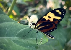 Mechanitis polymnia caucaensis