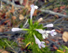 Clinopodium gilliesii