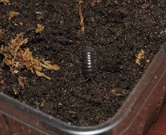 Armadillidium badium
