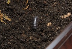 Armadillidium badium