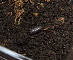 Armadillidium badium