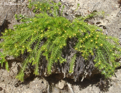 Cliococca selaginoides