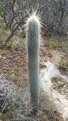 Cephalocereus