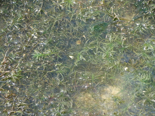 Najas guadalupensis