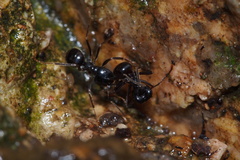 Dendrolasius