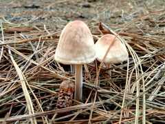 Agaricales