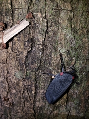 Acraephia perspicillata