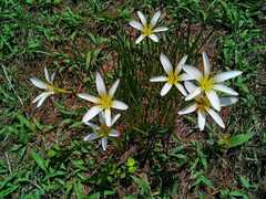 Zephyranthes