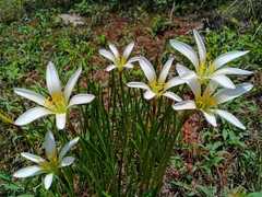 Zephyranthes