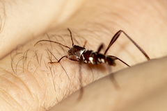 Neoclytus cacicus