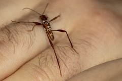 Neoclytus cacicus