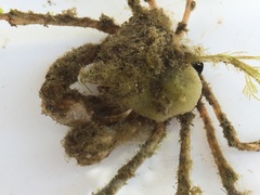 Pyromaia tuberculata