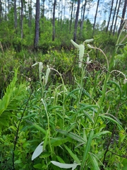 Pterocaulon pycnostachyum