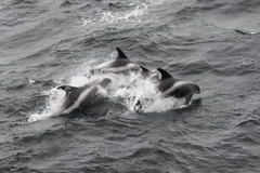 Lagenorhynchus albirostris