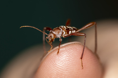 Neoclytus cacicus