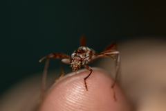 Neoclytus cacicus
