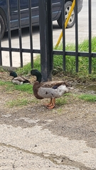 Anas platyrhynchos domesticus