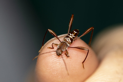 Neoclytus cacicus