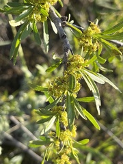 Hippophae