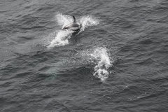 Lagenorhynchus albirostris