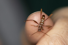 Neoclytus cacicus