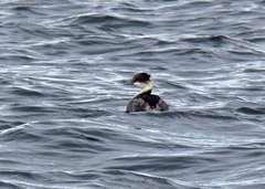 Podiceps taczanowskii