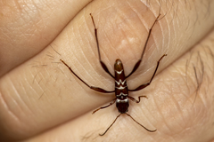 Neoclytus cacicus