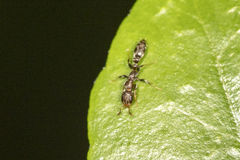Pseudomyrmex oculatus