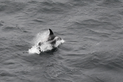 Lagenorhynchus albirostris