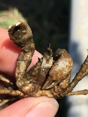 Pyromaia tuberculata