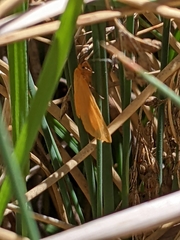 Eudulini
