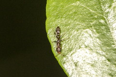 Pseudomyrmex oculatus