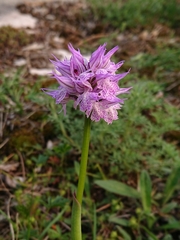 Neotinea tridentata tridentata