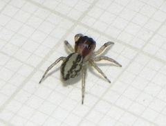 Maeota serrapophysis