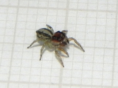 Maeota serrapophysis