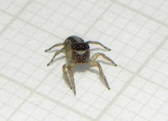 Maeota serrapophysis