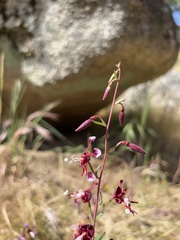 Clarkia springvillensis