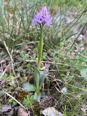 Neotinea tridentata tridentata