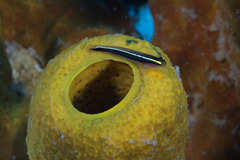 Elacatinus centralis