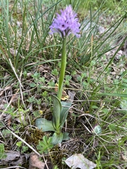 Neotinea tridentata tridentata