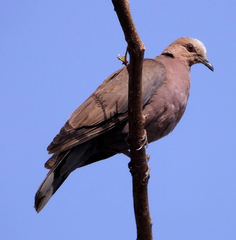 Streptopelia semitorquata