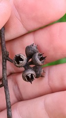 Eucalyptus seeana