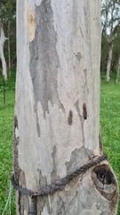 Eucalyptus seeana