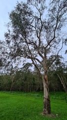 Eucalyptus seeana