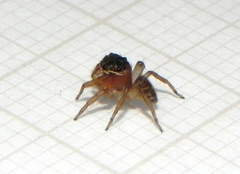 Soesilarishius cymbialis