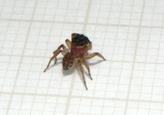 Soesilarishius cymbialis