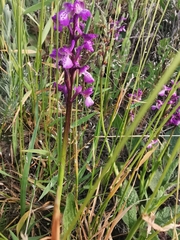 Anacamptis morio picta