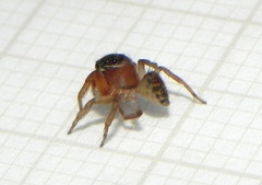 Soesilarishius cymbialis